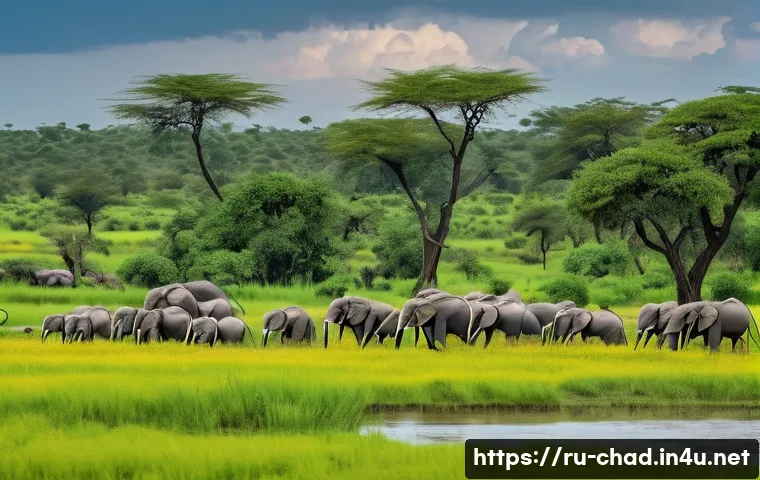 Главный секрет путешествия в Чад: Выбираем идеальное время для поездки 3 차드 여행 최적의 시기 관련 이미지 1