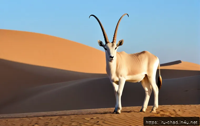 Home 17 차드에서 만날 수 있는 희귀 동물 - Photorealistic wildlife portrait of a rare addax antelope in the windswept Sahara desert of northern...